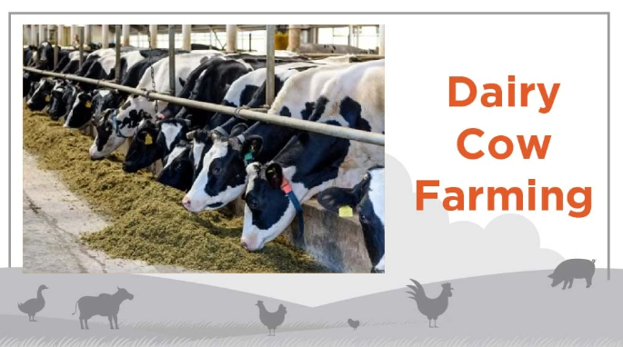 Diploma in Dairy Farming course